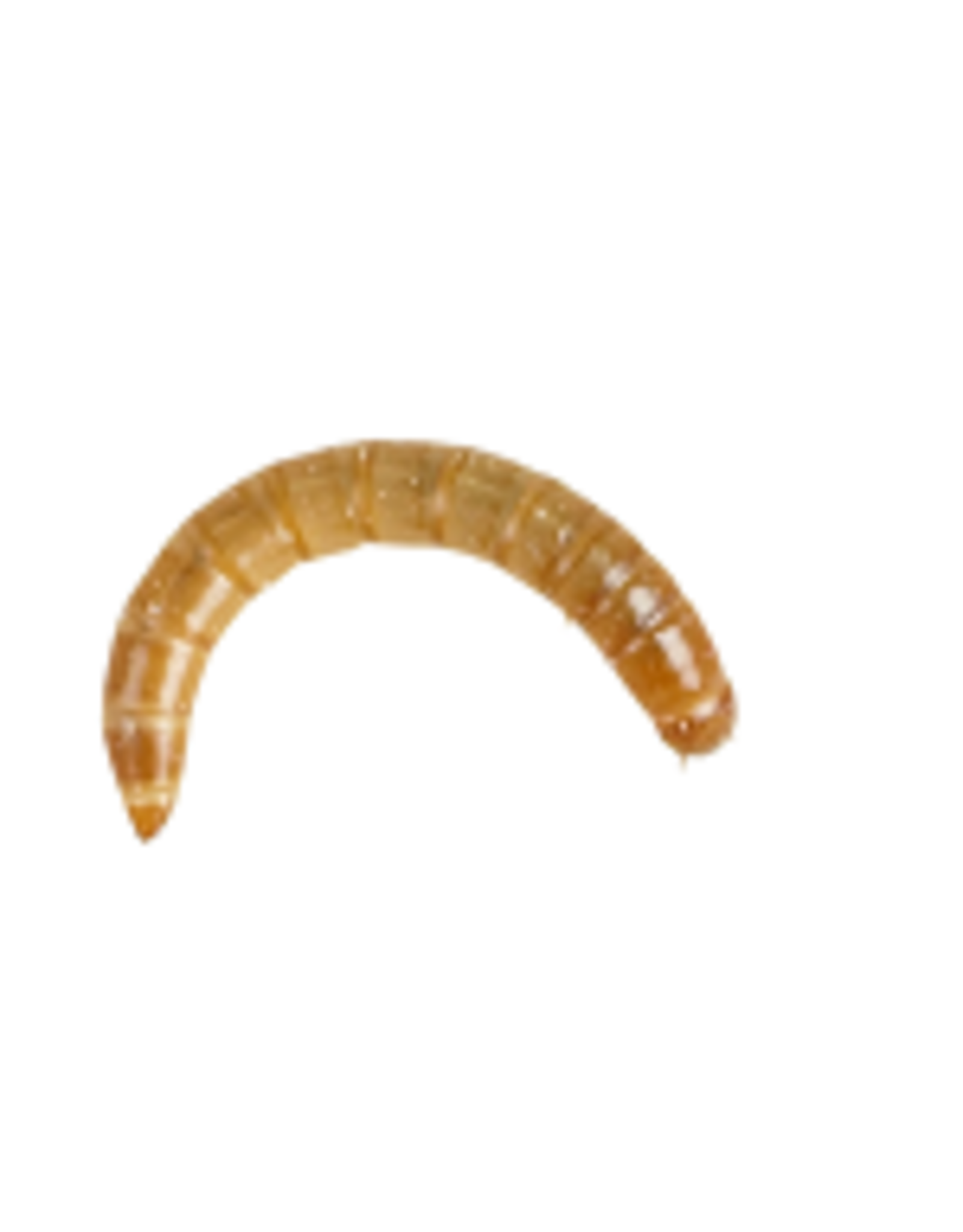 Angell Pets Morioworm Pre Pack