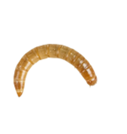 Angell Pets Morioworm Pre Pack