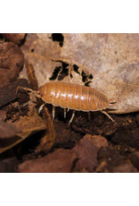 Angell Pets Giant Orange Woodlice Pre Pack