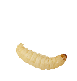 Angell Pets Waxworm Pre Pack