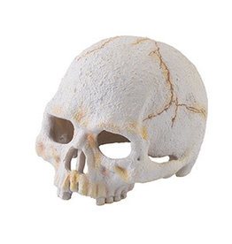 Exo Terra ET Primate Skull