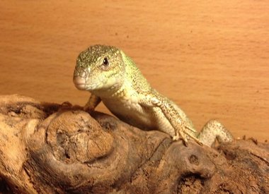 lizards at pets at home