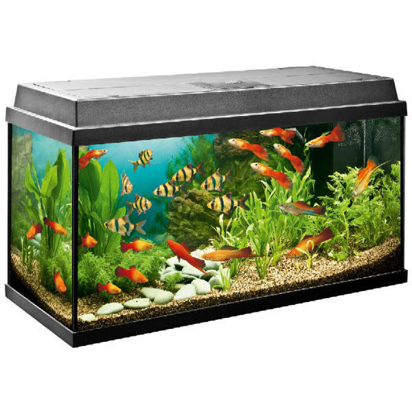 Juwel Aquariums Primo 110 Litre black (25382) - Juwel Primo Aquariums - Juwel  Aquariums - Juwel Aquariums & Accessories - Aquariums