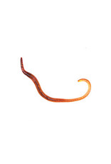 Angell Pets Small Worms (Dendrobaena)