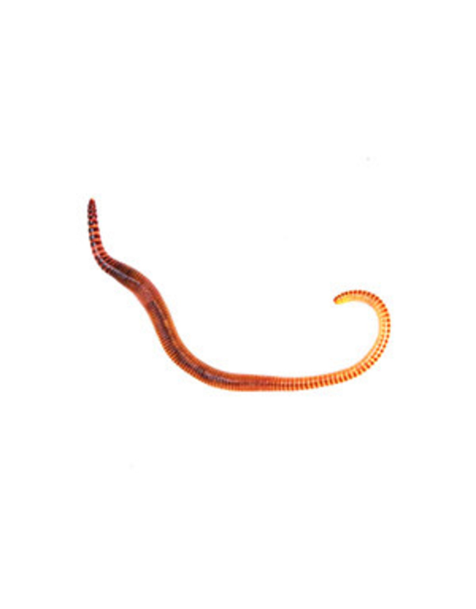 Angell Pets Small Worms (Dendrobaena)