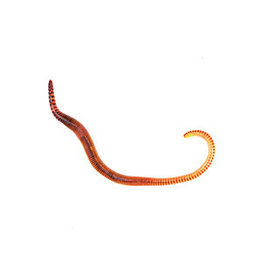 Angell Pets Small Worms (Dendrobaena)