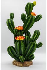 Pro Rep PR Flowering Cactus