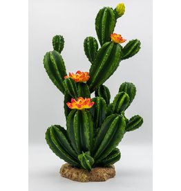 Pro Rep PR Flowering Cactus