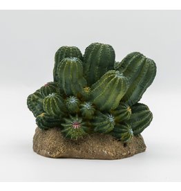 Pro Rep PR Cactus Cluster