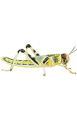 Angell Pets Locust