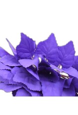 The Spider Shop Trailing Plant - Purple Beech