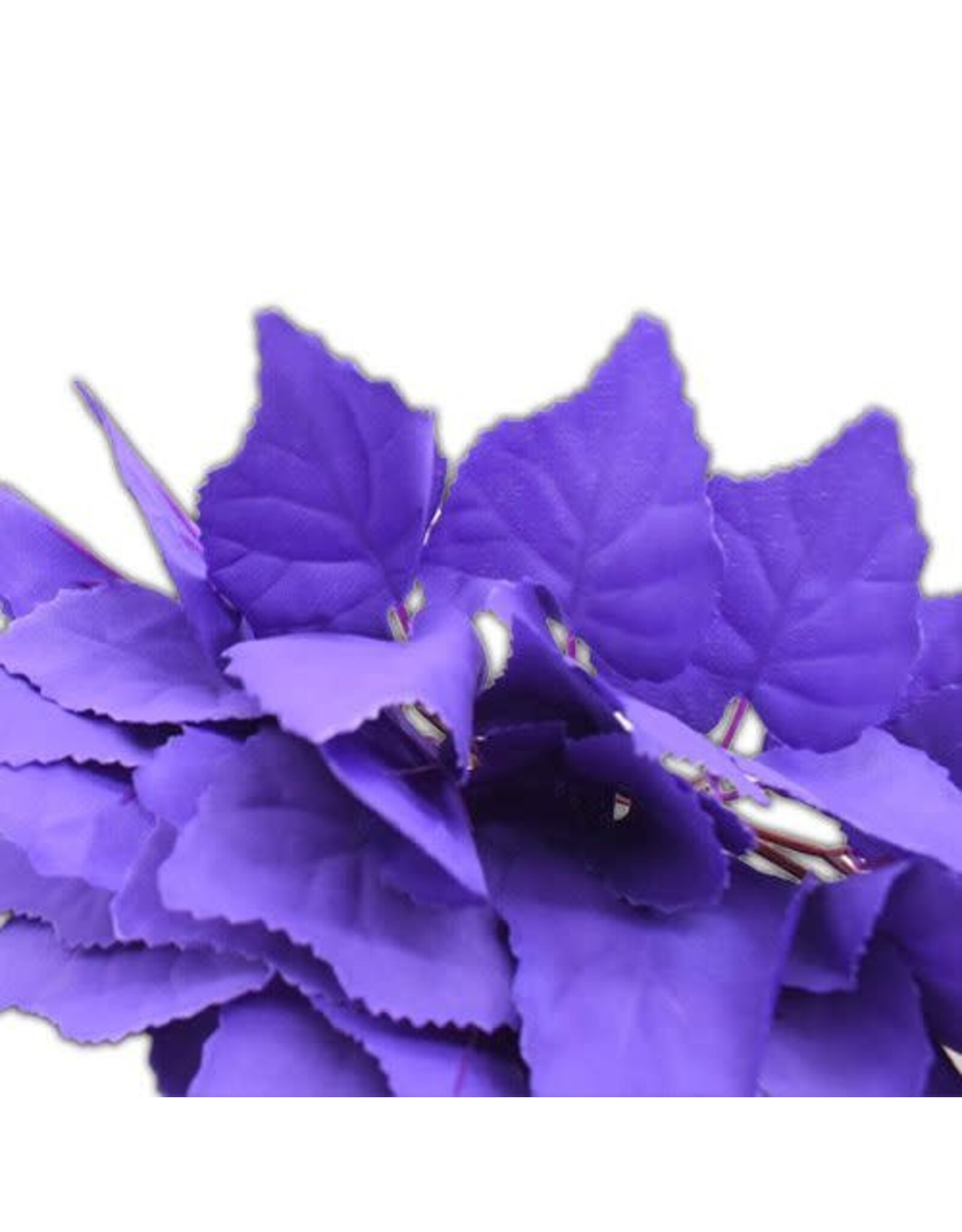 The Spider Shop Trailing Plant - Purple Beech