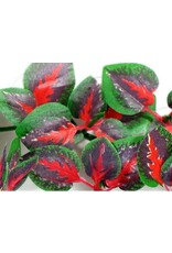The Spider Shop Trailing Plant - Red Cissus