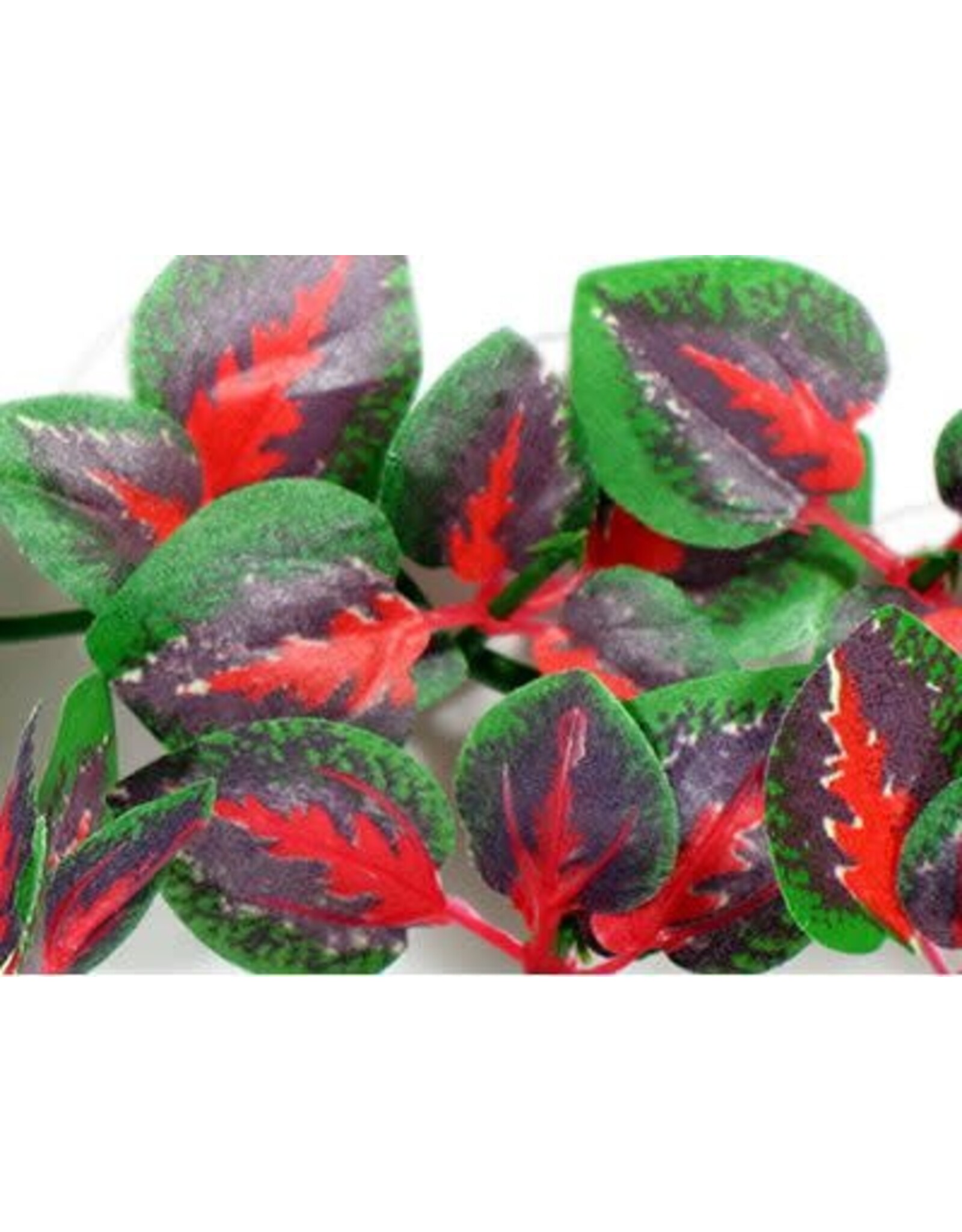 The Spider Shop Trailing Plant - Red Cissus