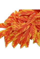 The Spider Shop Trailing Plant - Yellow Acer