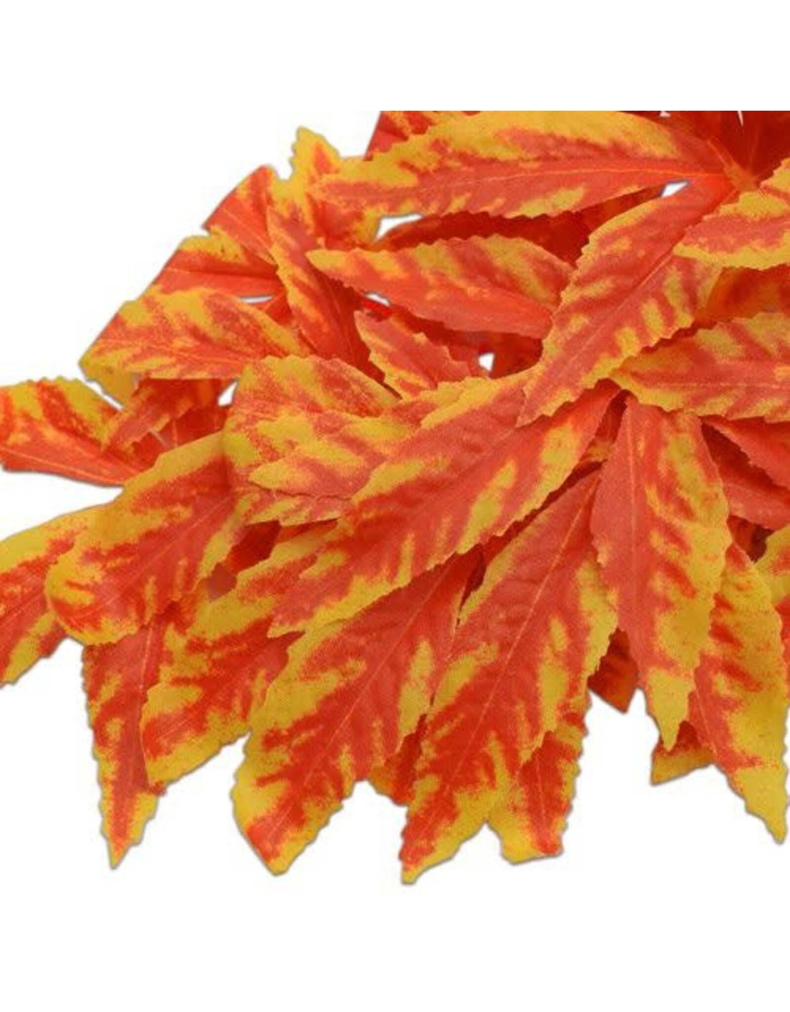 The Spider Shop Trailing Plant - Yellow Acer