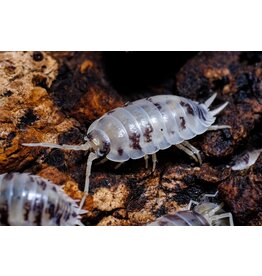 Angell Pets Dairy Cow Woodlice Pre Pack