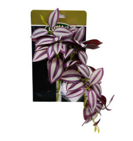 Betta Terra BT Red Spiderwort Plant