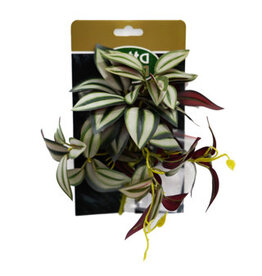 Betta Terra BT Green Spiderwort Plant
