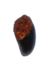 Doodles Deli DD Air Dried Buffalo Hooves Filled - Single