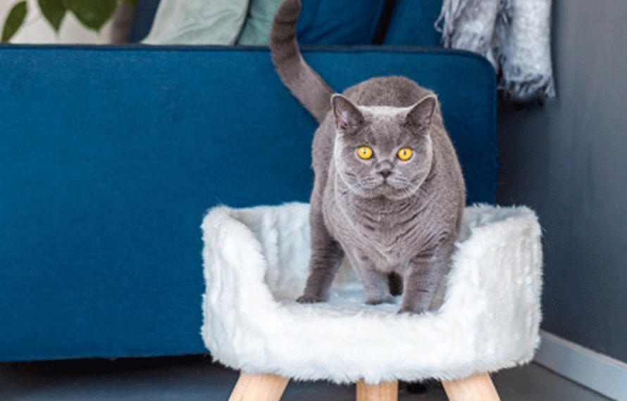 Laat je kat ultiem genieten met een luxe kattenmand 