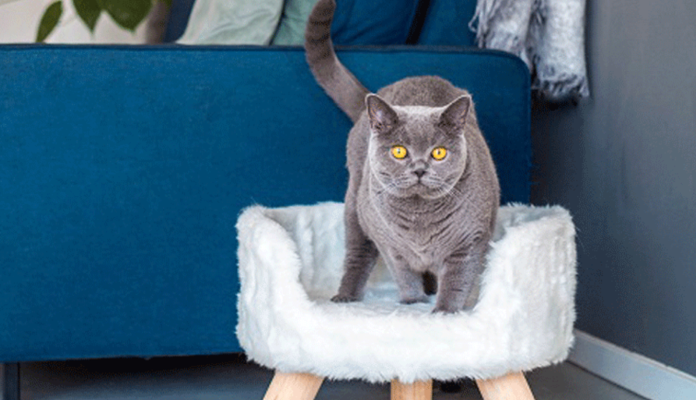 Laat je kat ultiem genieten met een luxe kattenmand 