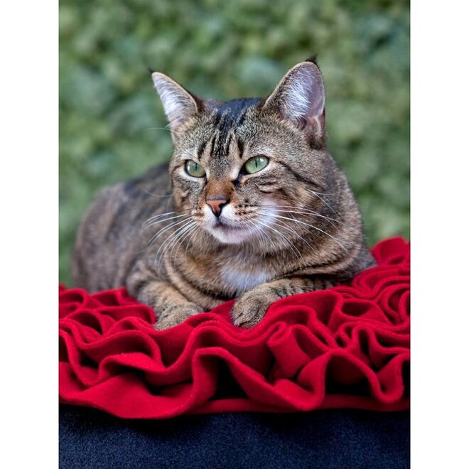 Pet-Interiors Rose Loungekussen