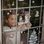 Raamsticker Kerst