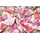 Witte Popeline Stof met print van roze lelies
