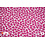 Qjutie & the Qjutest Flanel stof in roze luipaardprint
