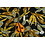 Veiling 2 september Coupon 583 Punta zwart met bladeren in geel met grijs 170 x 150 cm