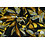 Veiling 2 september Coupon 583 Punta zwart met bladeren in geel met grijs 170 x 150 cm