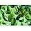 Satijn stof mint met groene bladeren