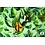 Satijn stof mint met groene bladeren