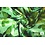 Satijn stof mint met groene bladeren