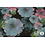 Polyester stretch zwart met aquarel bloemen