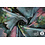 Polyester stretch zwart met aquarel bloemen