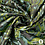 Jacquard  stof met bloemdessin in groentinten