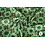 Coupon 81 Chiffon in bloemenprint mintgroen met lurex 180 x 150cm