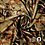 Punta di Roma Stof Beige Camouflage
