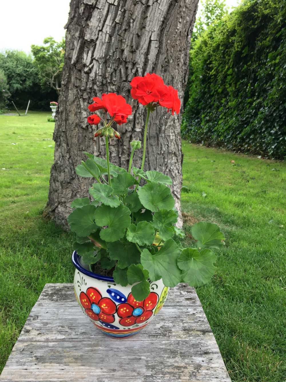 Spanish Flower Pot Flor Mogan Hangpot Nl