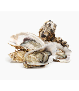 2 Kg Ostra