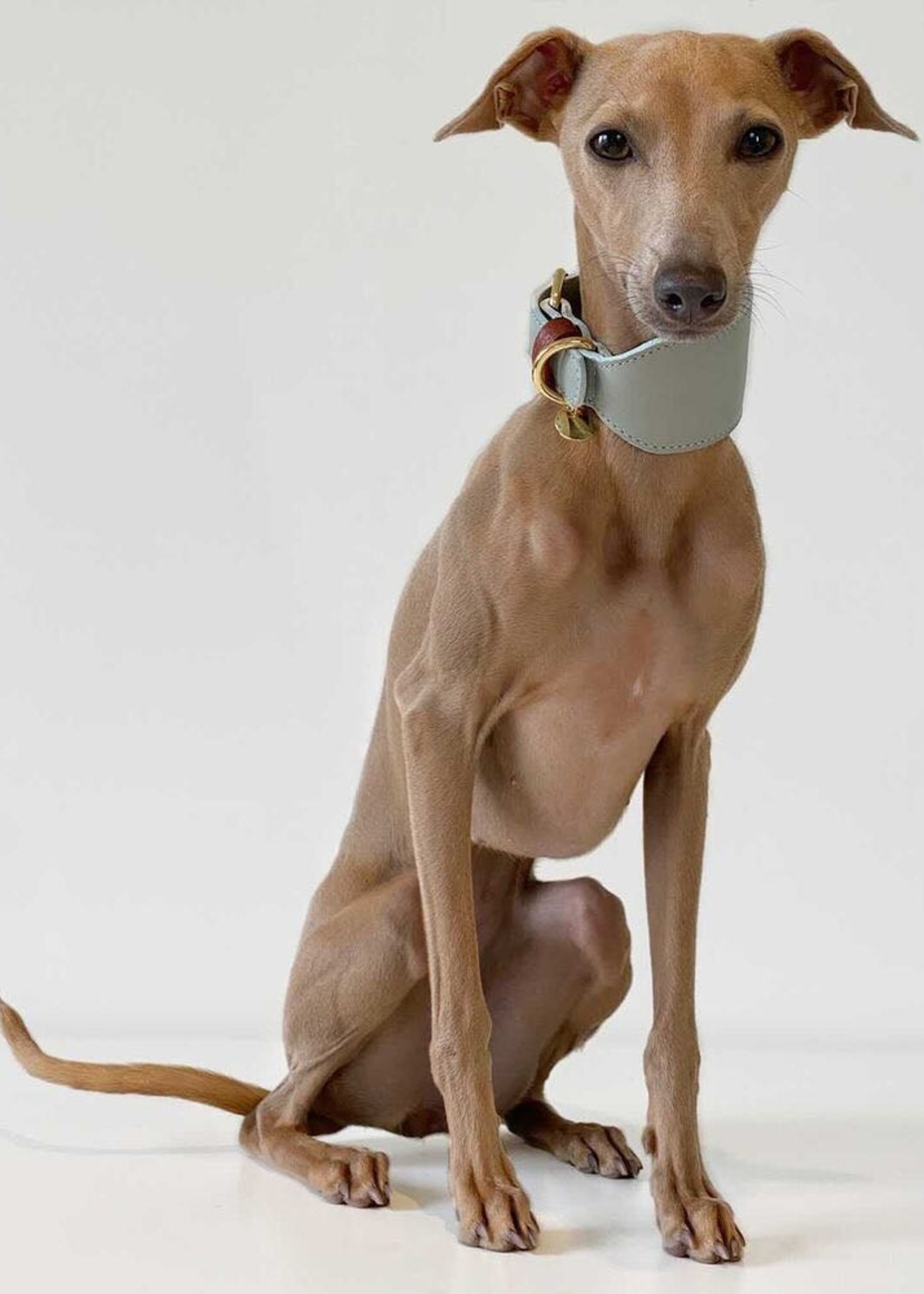 Merry Marie Greyhound halsband Aqua - Fiamma