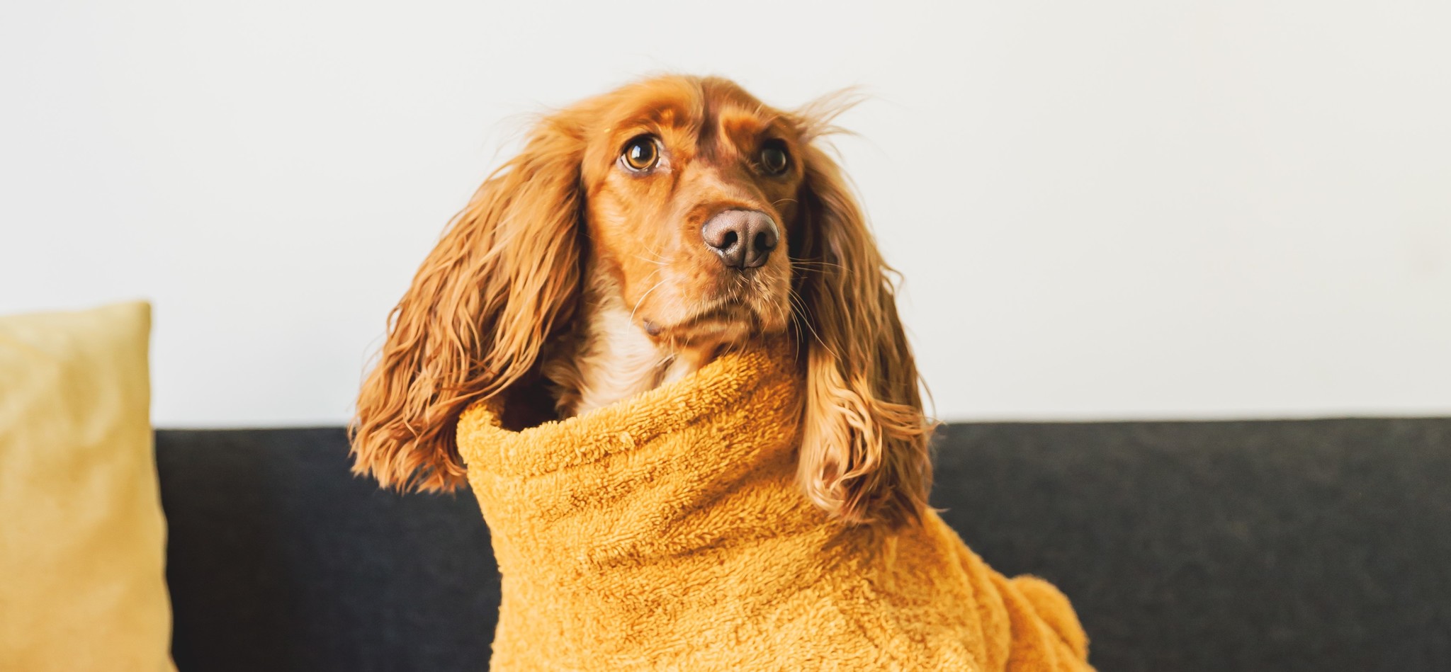 7  redenen waarom je hond een badjas nodig heeft