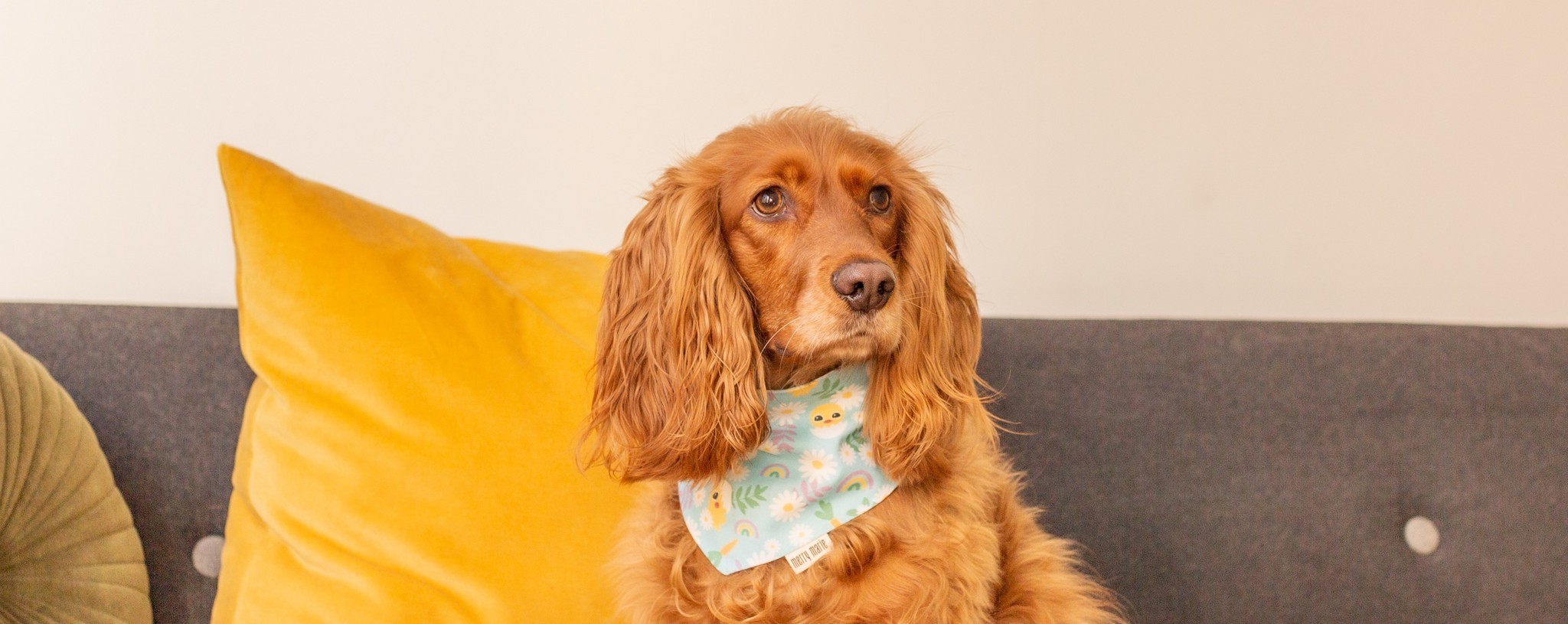 Vier Pasen samen met je hond