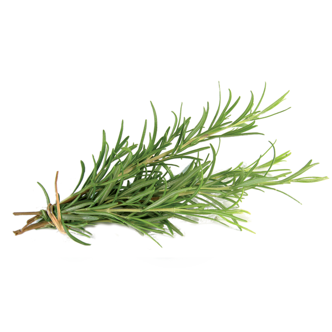 TALYA Rozemarijn olie Essentiële Olie 10 ml