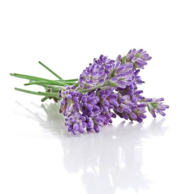 TALYA Lavendelolie 10 ml 100% Natuurlijke, Toevoegingsvrije Essentiële Olie