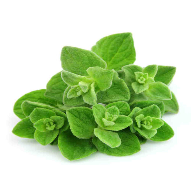 TALYA Oregano Öl Ätherisches Öl 20 ml