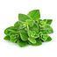 TALYA Oregano Olie Essentiële Olie 20 ml