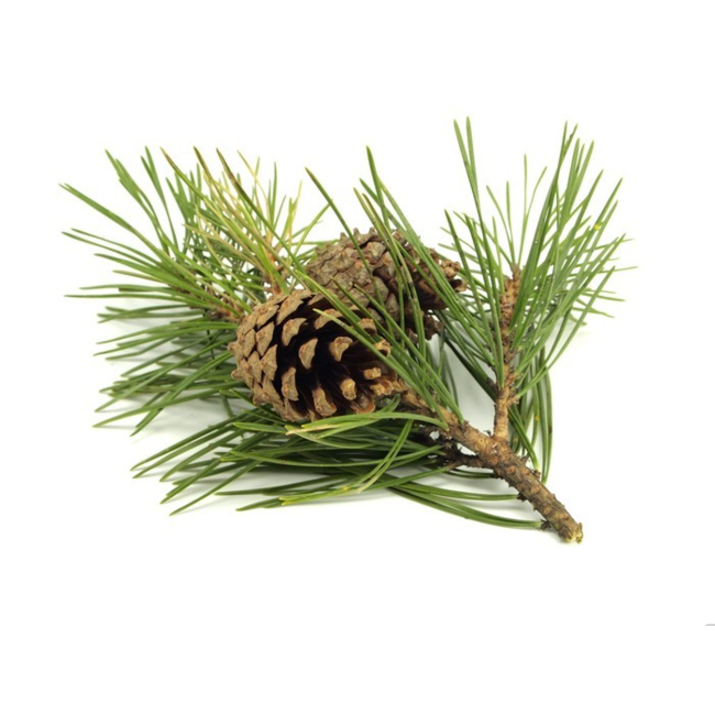 TALYA Huile essentielle de pin  20 ml (100 % pure et naturelle)